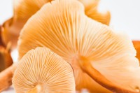 Les champignons made in Marseille sont cultivés ici